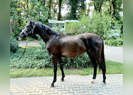Koń hanowerski, Ogier, 2 lat, 165 cm, Kara