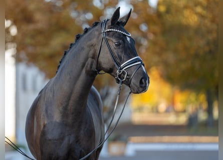 Koń hanowerski, Ogier, 2 lat, 167 cm, Kara