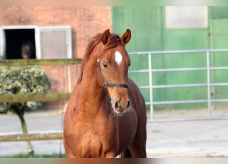 Koń hanowerski, Ogier, 2 lat, 167 cm, Kasztanowata