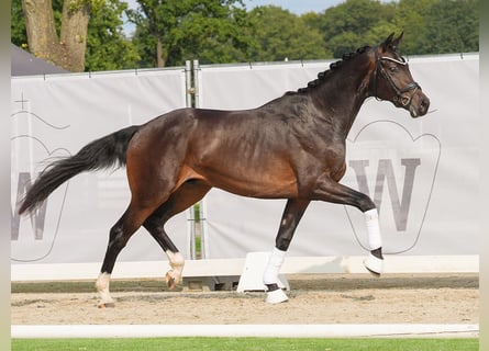 Koń hanowerski, Ogier, 2 lat, 168 cm, Ciemnogniada