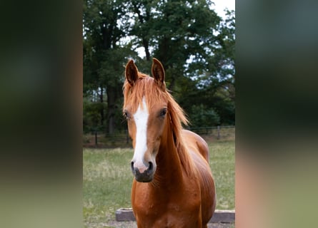 Koń hanowerski, Ogier, 2 lat, 169 cm, Kasztanowata