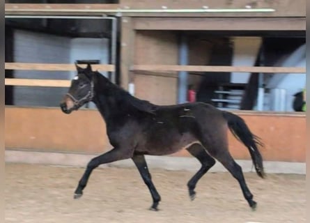 Koń hanowerski, Ogier, 2 lat, 170 cm, Ciemnogniada
