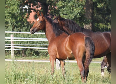 Koń hanowerski, Ogier, 2 lat, 170 cm, Gniada