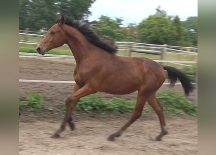 Koń hanowerski, Ogier, 2 lat, 170 cm, Gniada