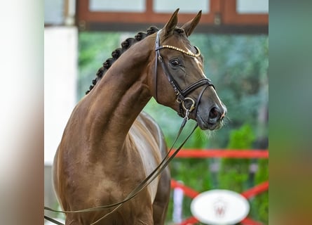 Koń hanowerski, Ogier, 2 lat, 172 cm, Ciemnokasztanowata