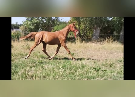 Koń hanowerski, Ogier, 2 lat, Kasztanowata