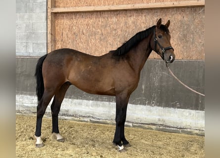 Koń hanowerski, Ogier, 3 lat, 162 cm, Gniada