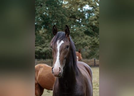Koń hanowerski, Ogier, 3 lat, 163 cm, Ciemnogniada