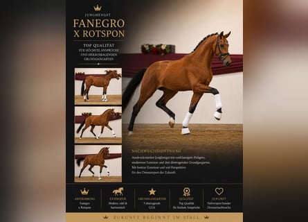 Koń hanowerski, Ogier, 3 lat, 165 cm, Gniada