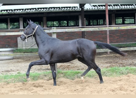 Koń hanowerski, Ogier, 3 lat, 165 cm, Kara