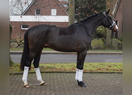 Koń hanowerski, Ogier, 3 lat, 166 cm, Skarogniada