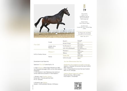 Koń hanowerski, Ogier, 3 lat, 167 cm, Ciemnogniada