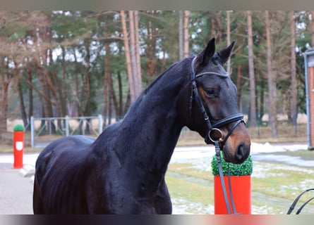 Koń hanowerski, Ogier, 3 lat, 167 cm, Ciemnogniada