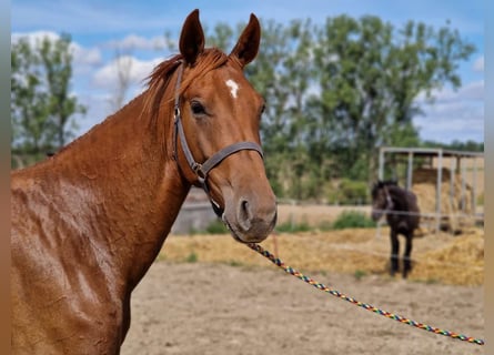 Koń hanowerski, Ogier, 3 lat, 167 cm, Kasztanowata