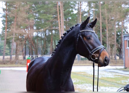 Koń hanowerski, Ogier, 3 lat, 169 cm, Ciemnogniada