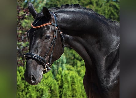 Koń hanowerski, Ogier, 3 lat, 169 cm, Kara