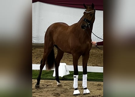 Koń hanowerski, Ogier, 3 lat, 170 cm, Gniada