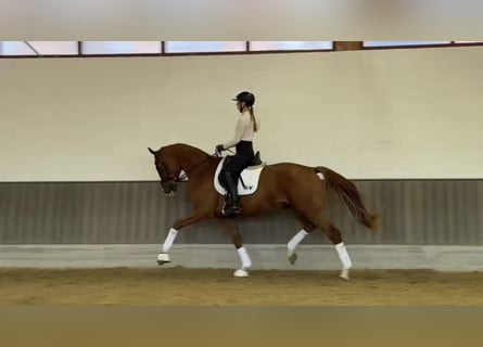 Koń hanowerski, Ogier, 3 lat, 170 cm, Kasztanowata