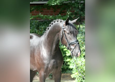 Koń hanowerski, Ogier, 3 lat, 172 cm, Kara