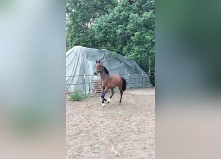 Koń hanowerski, Ogier, 3 lat, 173 cm, Ciemnogniada