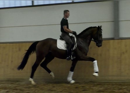 Koń hanowerski, Ogier, 3 lat, 173 cm, Gniada