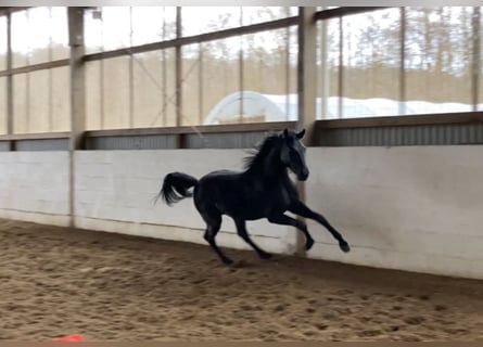 Koń hanowerski, Ogier, 3 lat, Kara