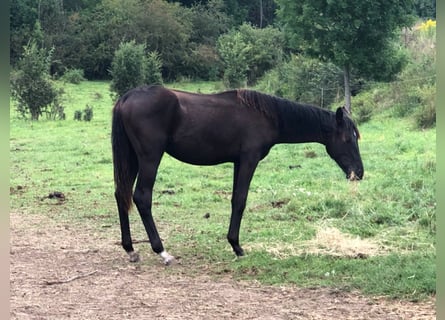 Koń hanowerski, Ogier, 4 lat, 165 cm, Kara