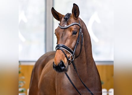 Koń hanowerski, Ogier, 4 lat, 168 cm, Gniada