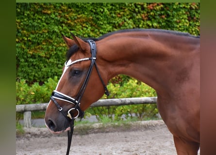 Koń hanowerski, Ogier, 4 lat, 170 cm, Gniada