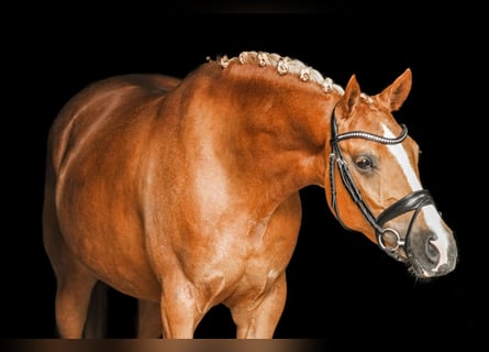 Koń hanowerski, Ogier, 5 lat, 148 cm, Kasztanowata