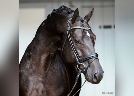 Koń hanowerski, Ogier, 5 lat, 167 cm, Kara