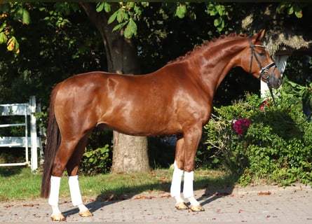 Koń hanowerski, Ogier, 5 lat, 170 cm, Kasztanowata