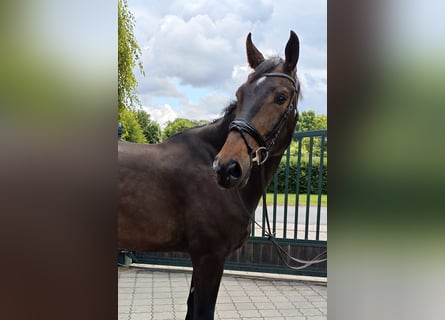 Koń hanowerski, Ogier, 7 lat, 180 cm, Ciemnogniada