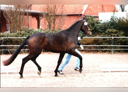 Koń hanowerski, Ogier, 8 lat, 169 cm, Gniada