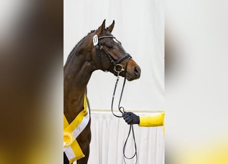 Koń hanowerski, Ogier, 4 lat, 164 cm, Ciemnogniada
