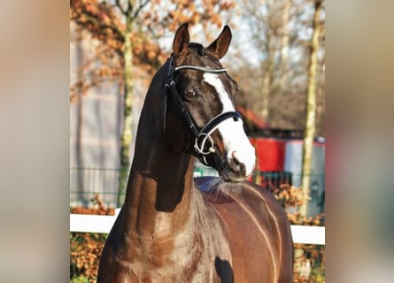 Koń hanowerski, Ogier, 18 lat, 169 cm, Ciemnogniada