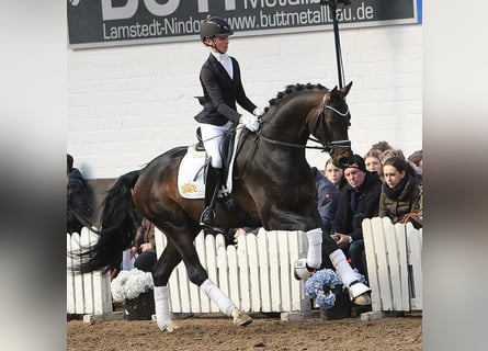 Koń hanowerski, Ogier, 7 lat, 170 cm, Ciemnogniada