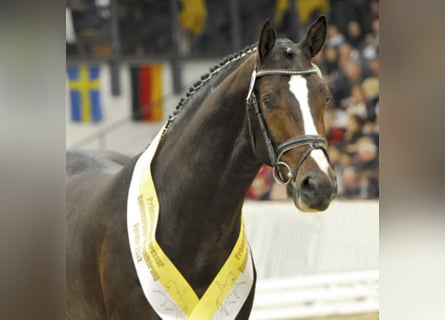 Koń hanowerski, Ogier, 14 lat, 170 cm, Ciemnogniada