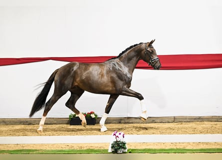 Koń hanowerski, Ogier, 4 lat, 168 cm, Ciemnokasztanowata