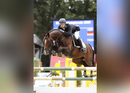 Koń hanowerski, Ogier, 22 lat, 168 cm, Gniada