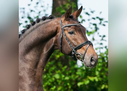 Koń hanowerski, Ogier, 22 lat, 168 cm, Gniada