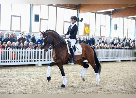 Koń hanowerski, Ogier, 8 lat, 171 cm, Gniada