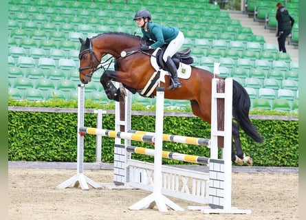 Koń hanowerski, Ogier, 5 lat, 165 cm, Gniada