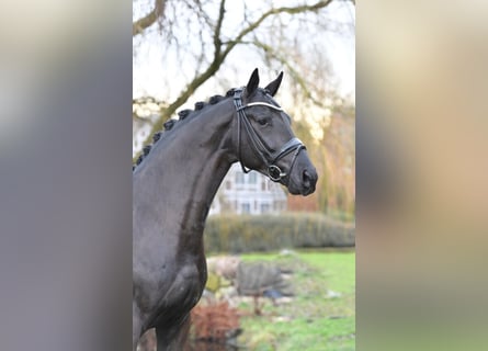 Koń hanowerski, Ogier, 9 lat, 172 cm, Kara