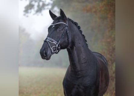 Koń hanowerski, Ogier, 10 lat, 168 cm, Kara