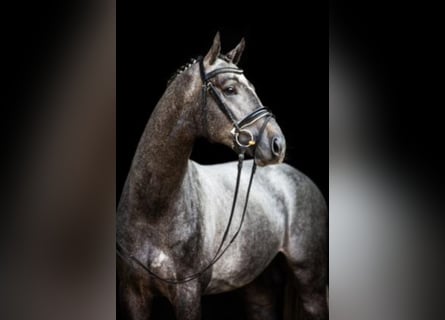 Koń hanowerski, Ogier, 8 lat, 168 cm, Siwa