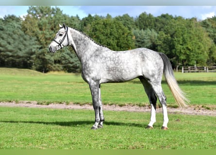Koń hanowerski, Ogier, 8 lat, 175 cm, Siwa