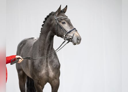 Koń hanowerski, Ogier, 6 lat, 168 cm, Siwa