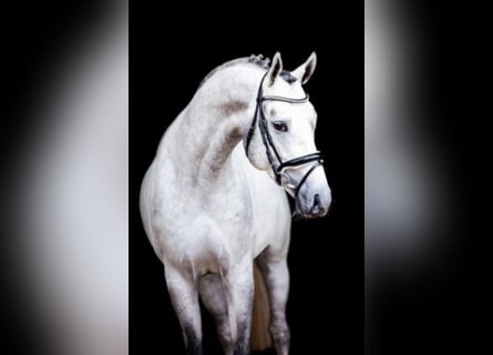 Koń hanowerski, Ogier, 8 lat, 171 cm, Siwa