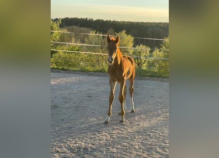 Koń hanowerski, Ogier, Źrebak (04/2026), 168 cm, Ciemnokasztanowata
